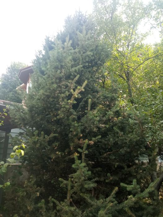 Ель обыкновенная