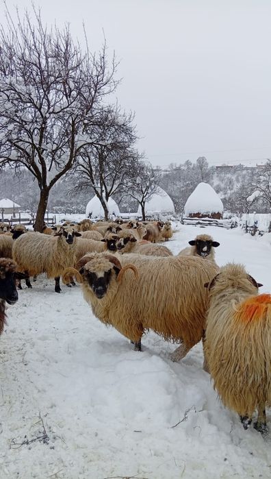 Berbec disponibil , de 4 miei ,