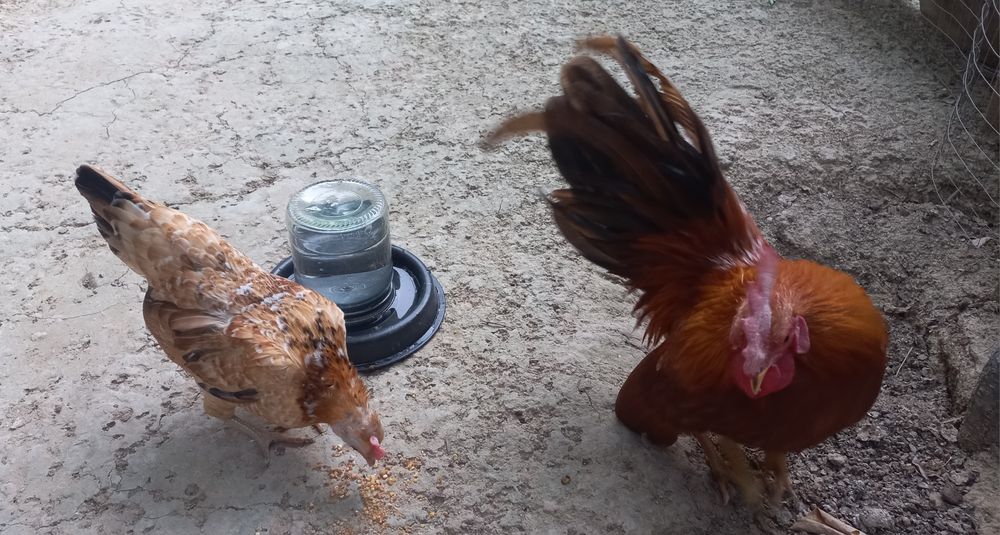 Serama tovuq va xo'rozi sotiladi.