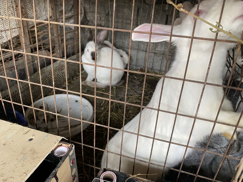 куёнлар сотилади