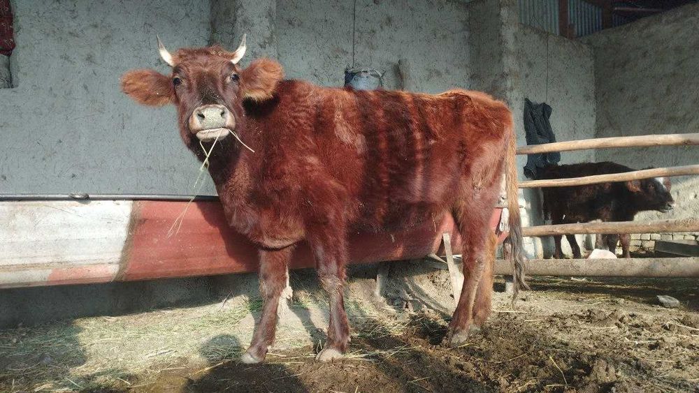 1 Қорин туққан Сигир сотилади