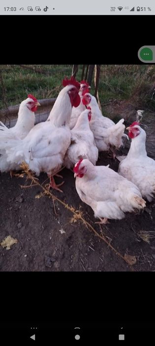 Găini albe de carne