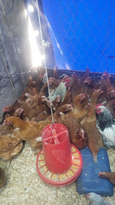 Продам куры домашние и ломан браун