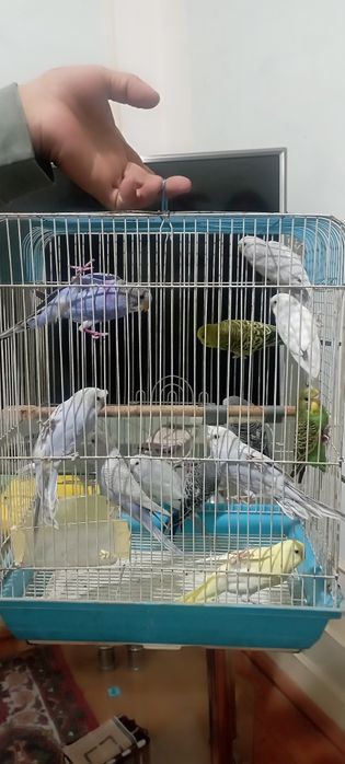 Волнистый папугай