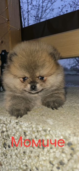 Померанчета на 2 месеца. БЕЗПЛАТНА ДОСТАВК!