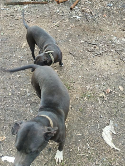 Отдаю даром два питьуля мальчик и девочка мальчик с документами .