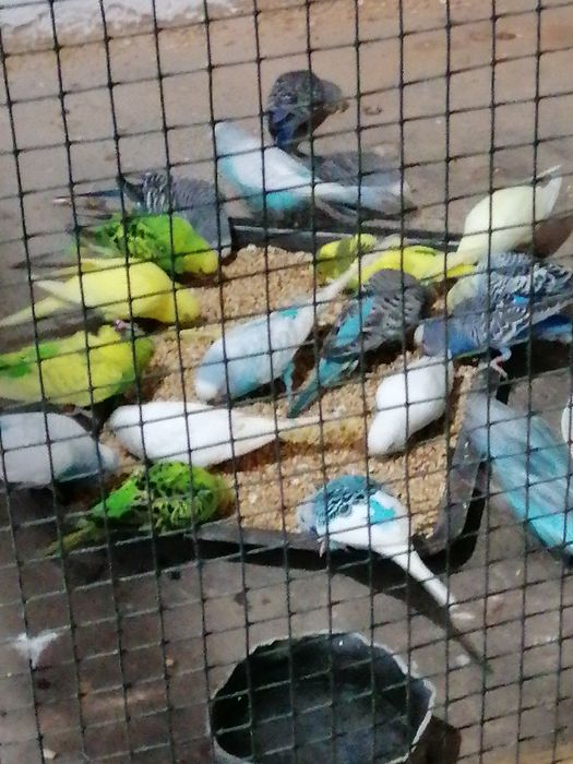 Vînd peruși perechi mature