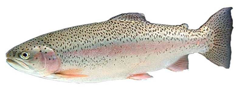 Форель с/м, охлаждённая и т.д..