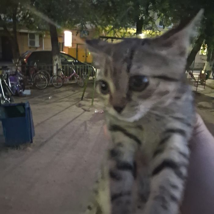 Котенок-девочка, 2 месяца в добрые руки