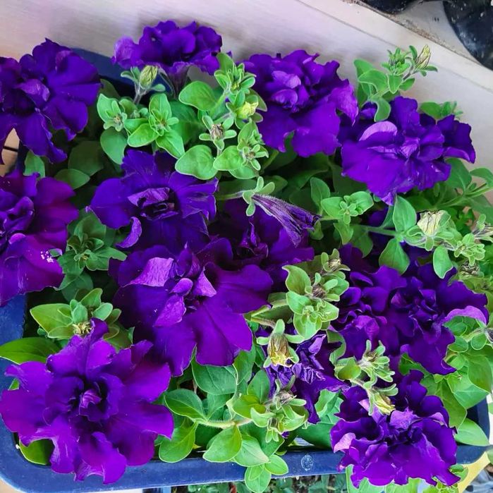 Петуния,подвесное кашпо