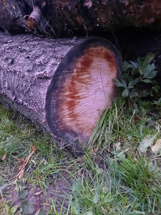 Trunchi cires negru si nuc