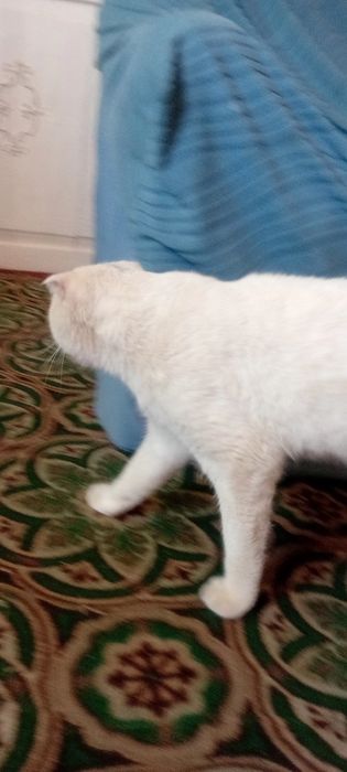 Кошшшкккккаааааа