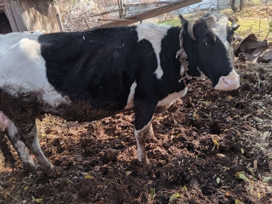 Домашние коровы, молочные