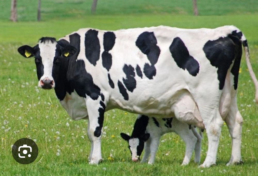 Sut emdi smental buzoqlar sotiladi