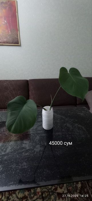 Комнатные растения