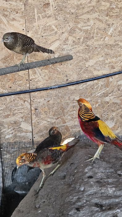 Pereche fazani auriu pe rosu.