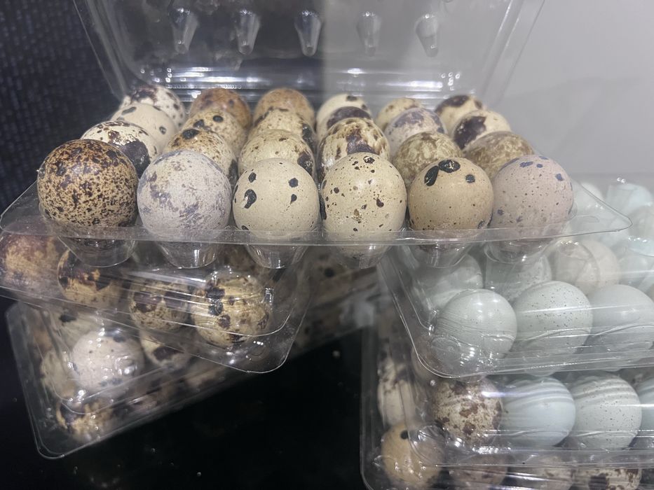 Oua de prepelita incubat   OFERTA