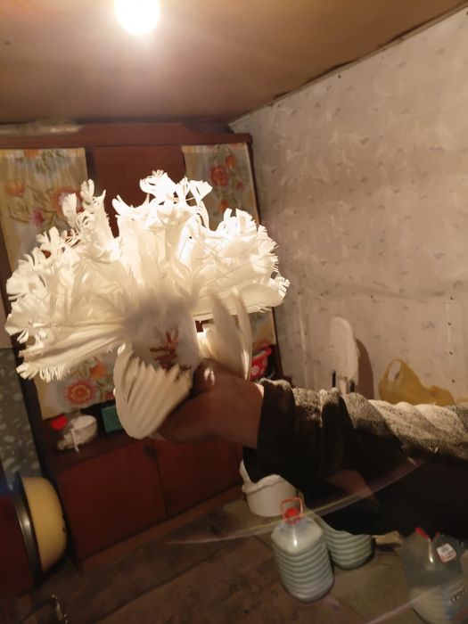 Продам голубей порода павлин