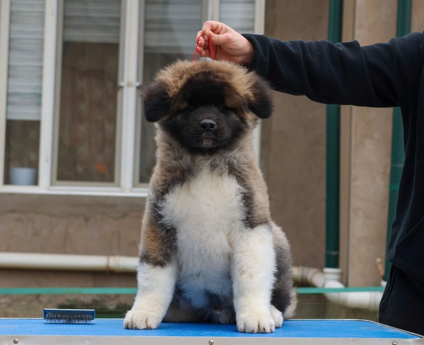 Щенок Американской Акиты