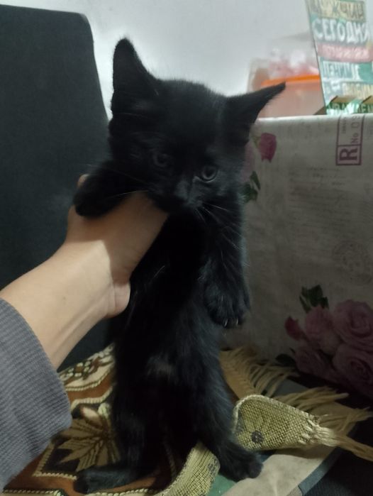 Отдаю даром котёнка, девочка