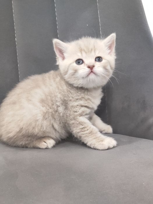 Британская девочка