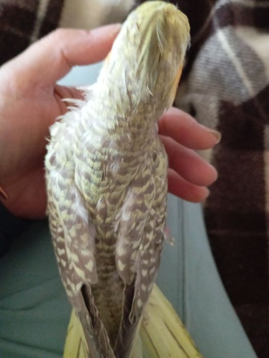 Vând pui blând nimfa