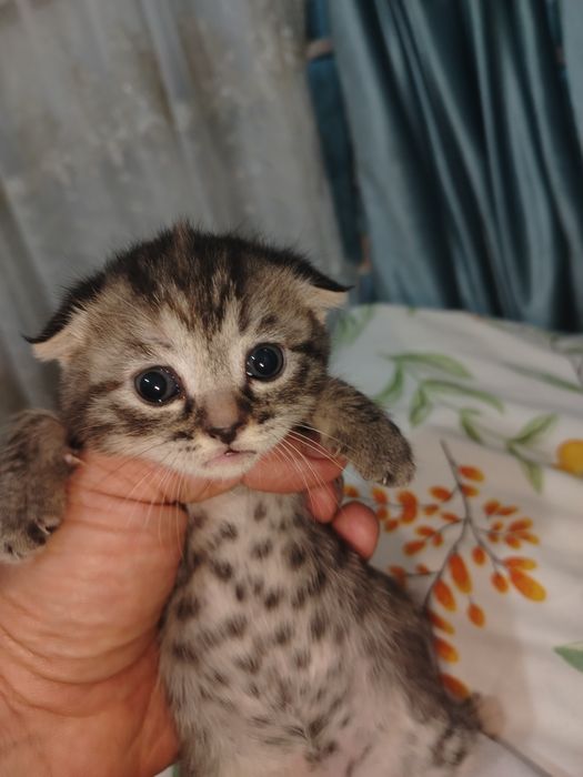 Продаётся котята весла ухи