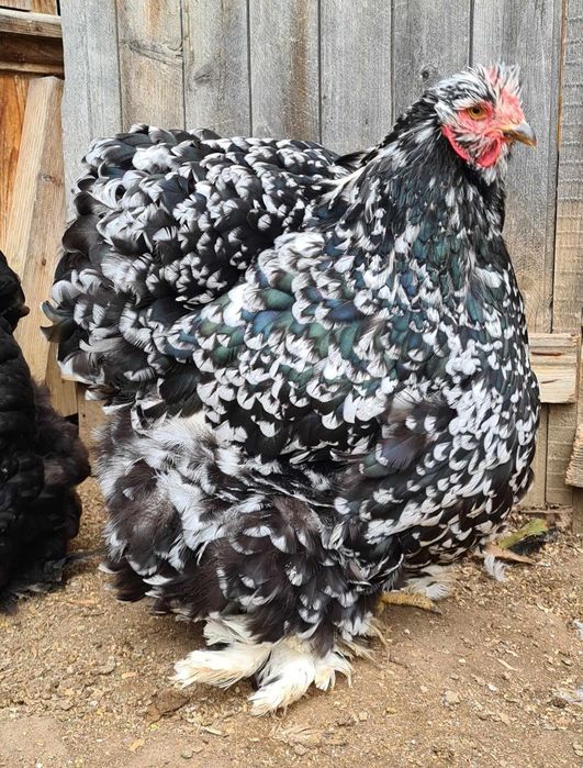 Gaini cochinchina urias  bobat pe negru