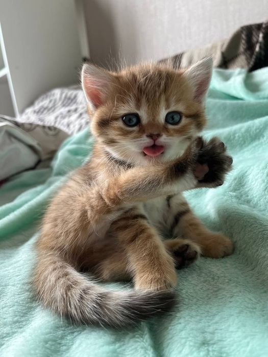British shorthair mascul disponibil