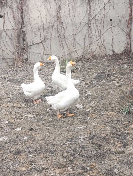 Домашние гуси Уй гозлари