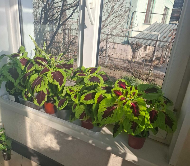 Колеусы вегетативные, семенные