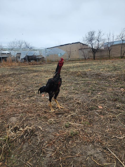 Хуроз сотилади зотига жавоб