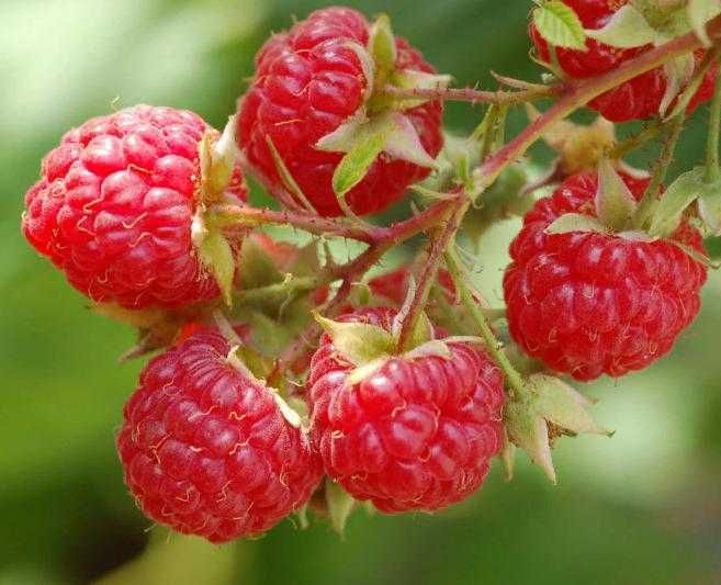 Саженцы Российской красной и черной Смородины, Малины и Йошты