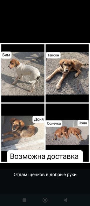 Отдам щенков в добрые руки