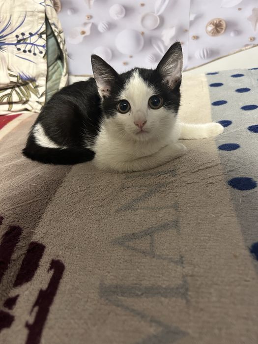 Отдаю котенка в добрые руки