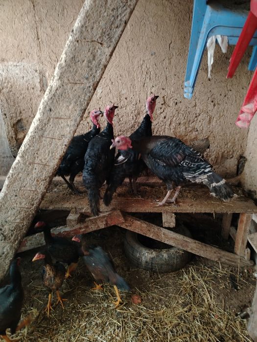 Куркалар сотилади