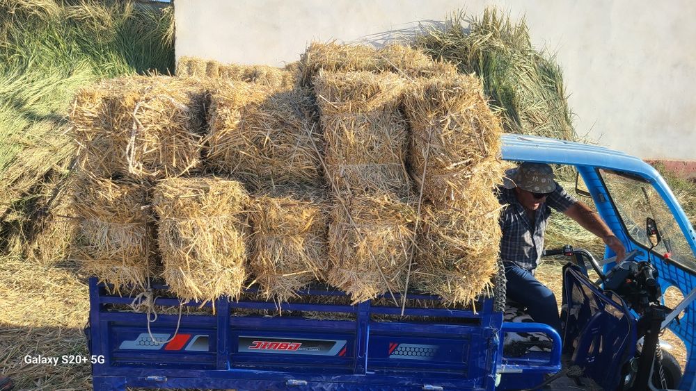 Somon pires va maydalangani