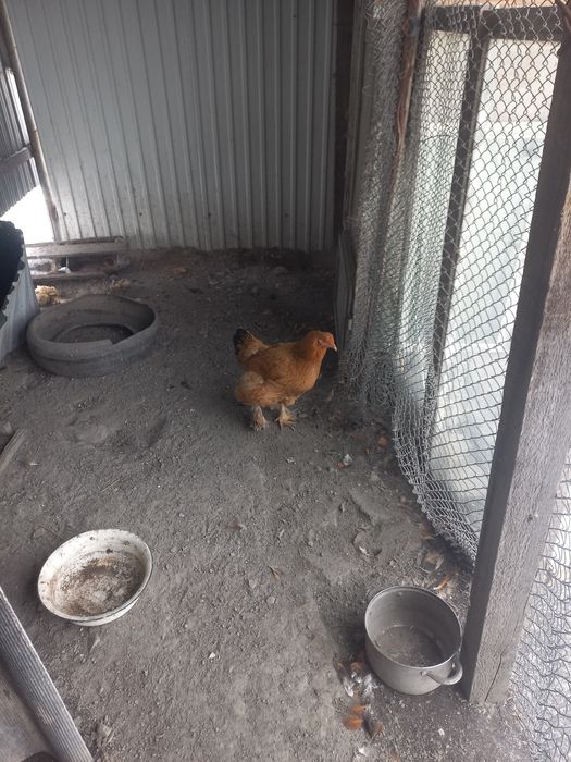 Тауық сатамын жалғыз қалды