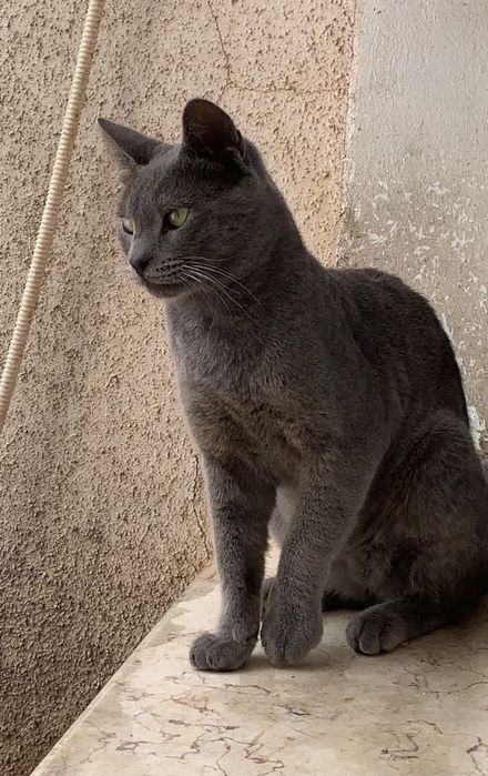 зеленоглазая кошка