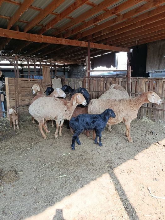 Арашан гисар с ягненятами