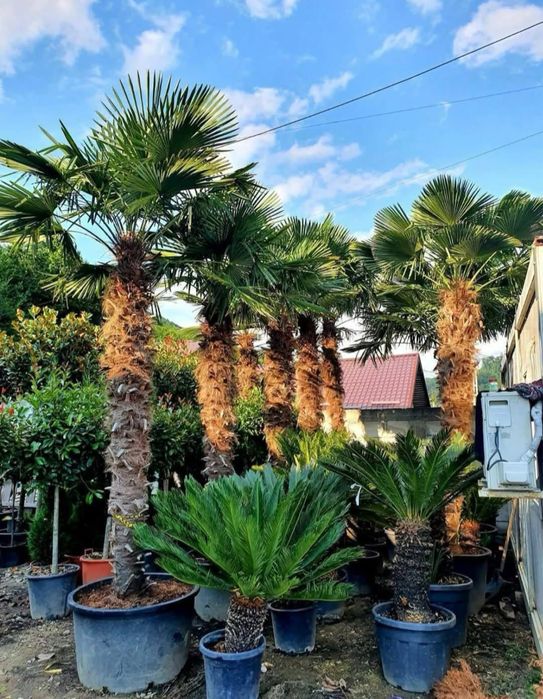 Palmier tuia magnolia catalpa mesteacan amenajari gradini