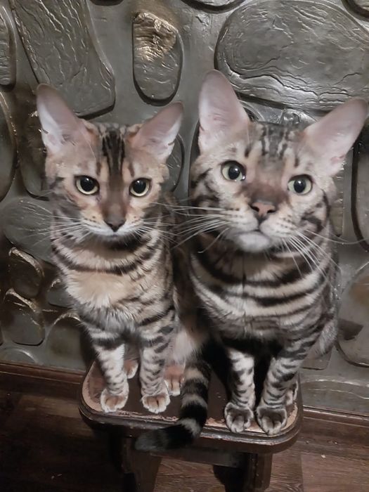 Продам бенгальских котят