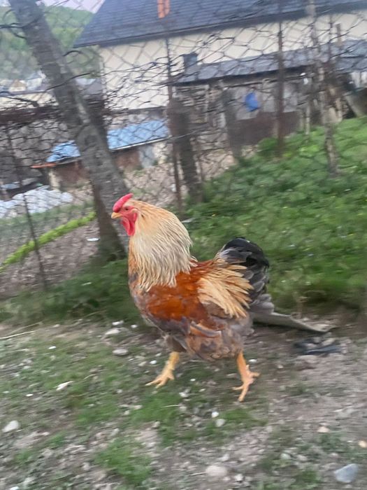 Cocoși de rasă!.