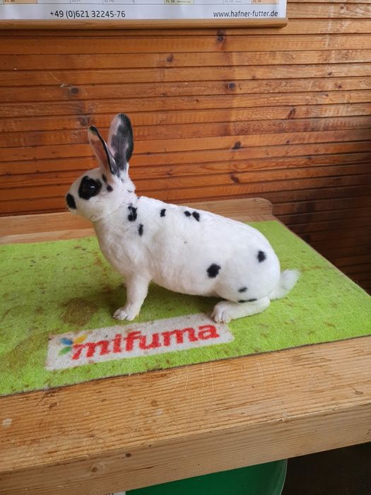 Iepuri Rex Dalmațian