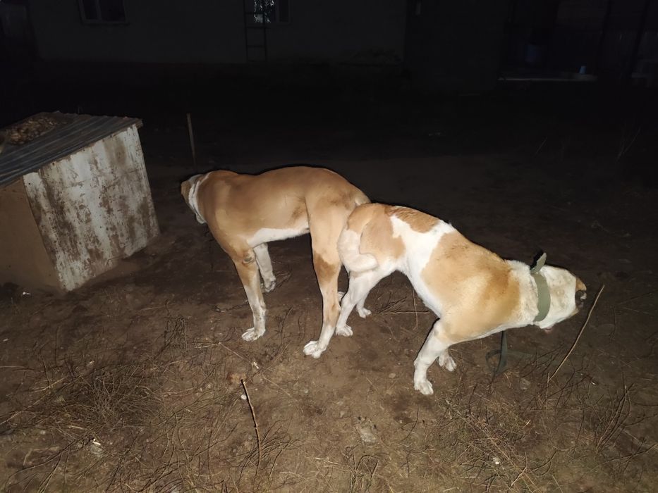 Продам собак породы алабай