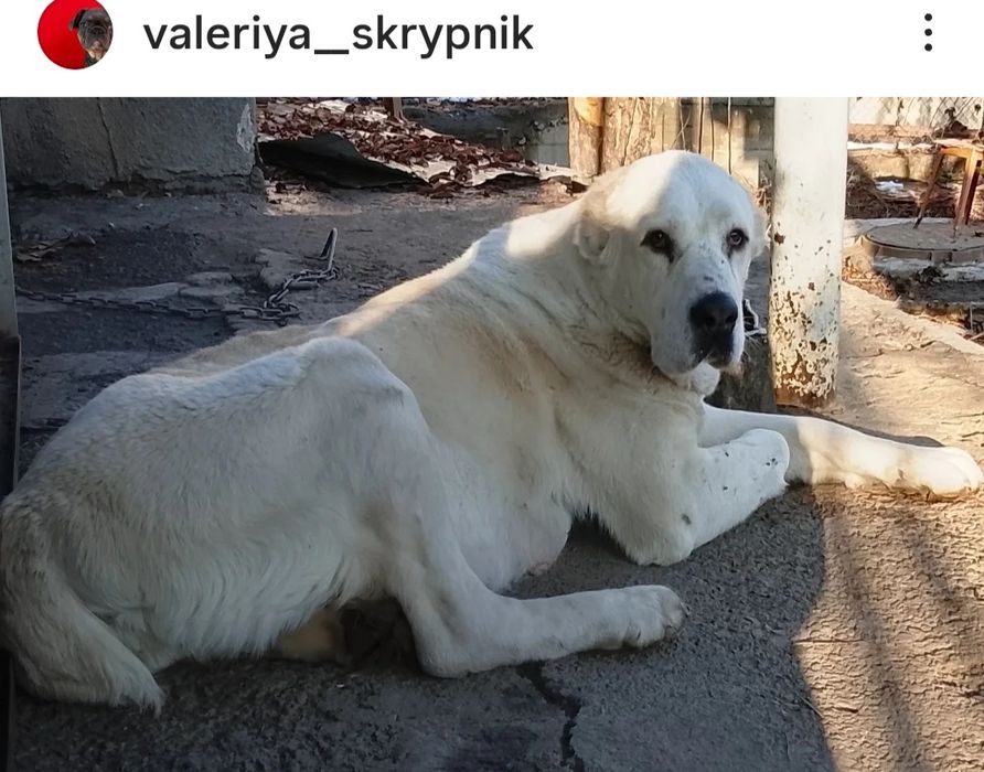 Шикарная девочка САО Алабай