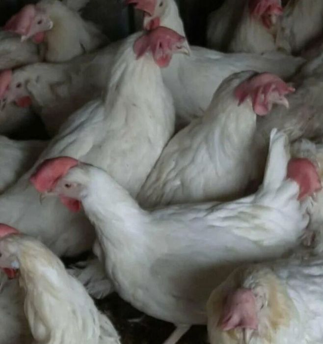 Продам курей и живность для двора