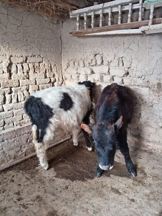 Еркек өгізшелеррр