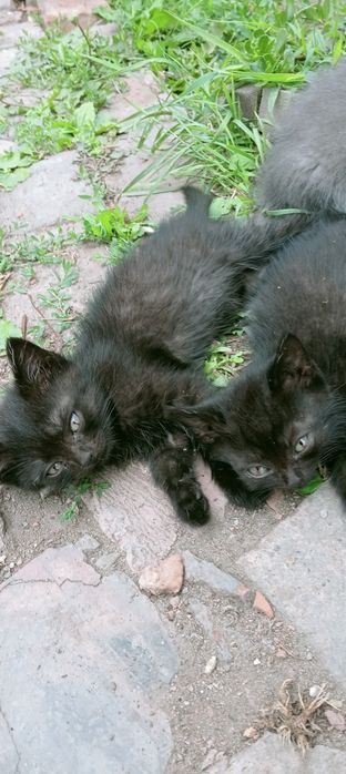 Отдам котят 3 мес