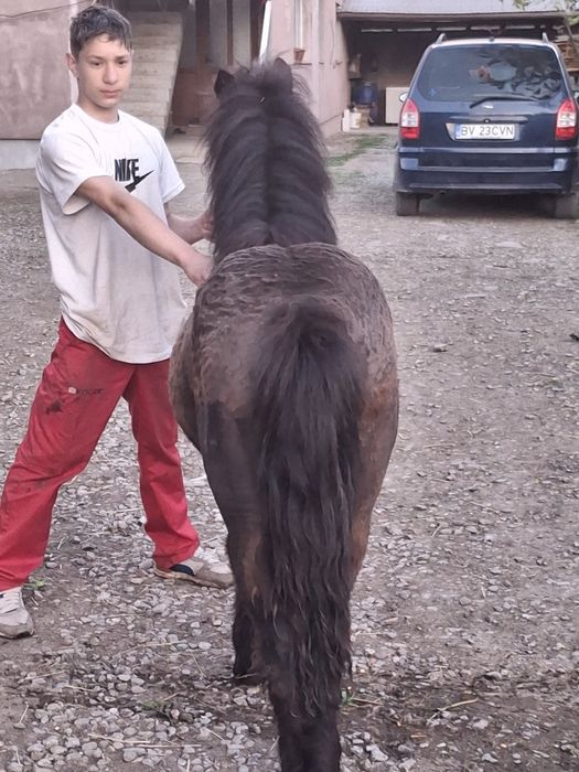 Vând ponei   cuminte  cu copiii